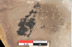 Foto (Detailansicht) von Myrica lignitum Unger (NHMW-GEO-2024-0188-0672)
